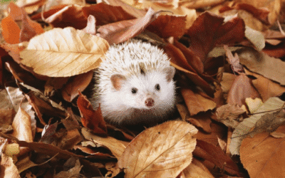 Autumn in Krakow – 5 ideas for a rainy afternoon